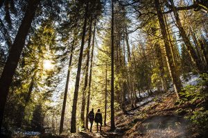 people walking in woods